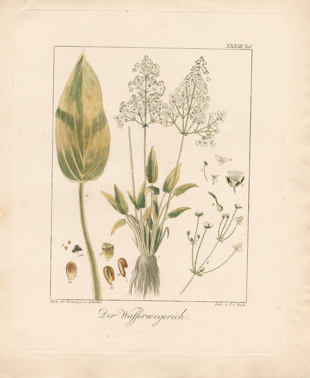  av Ambrosius Gabler