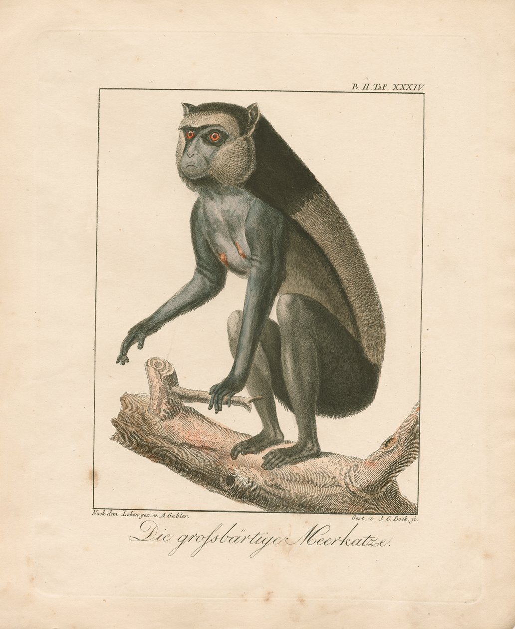 Stor skäggapa (handkolorerat kopparstick) av Ambrosius Gabler
