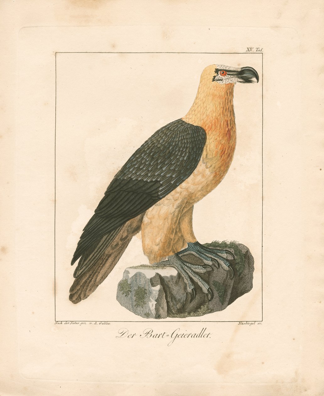 Skägggamen (handkolorerad gravyr) av Ambrosius Gabler