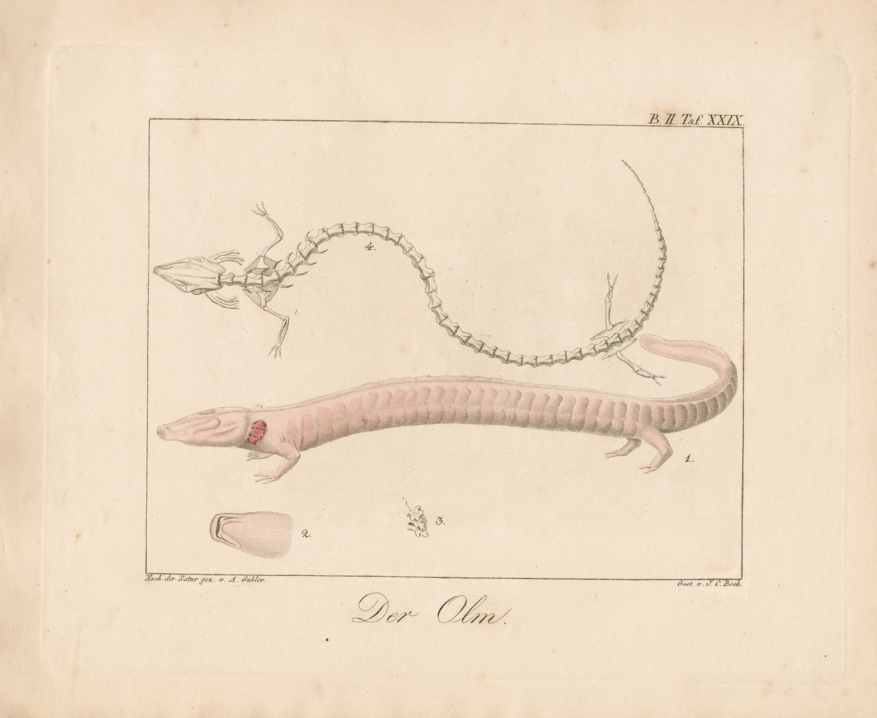 Olm (handkolorerad litografi) av Ambrosius Gabler