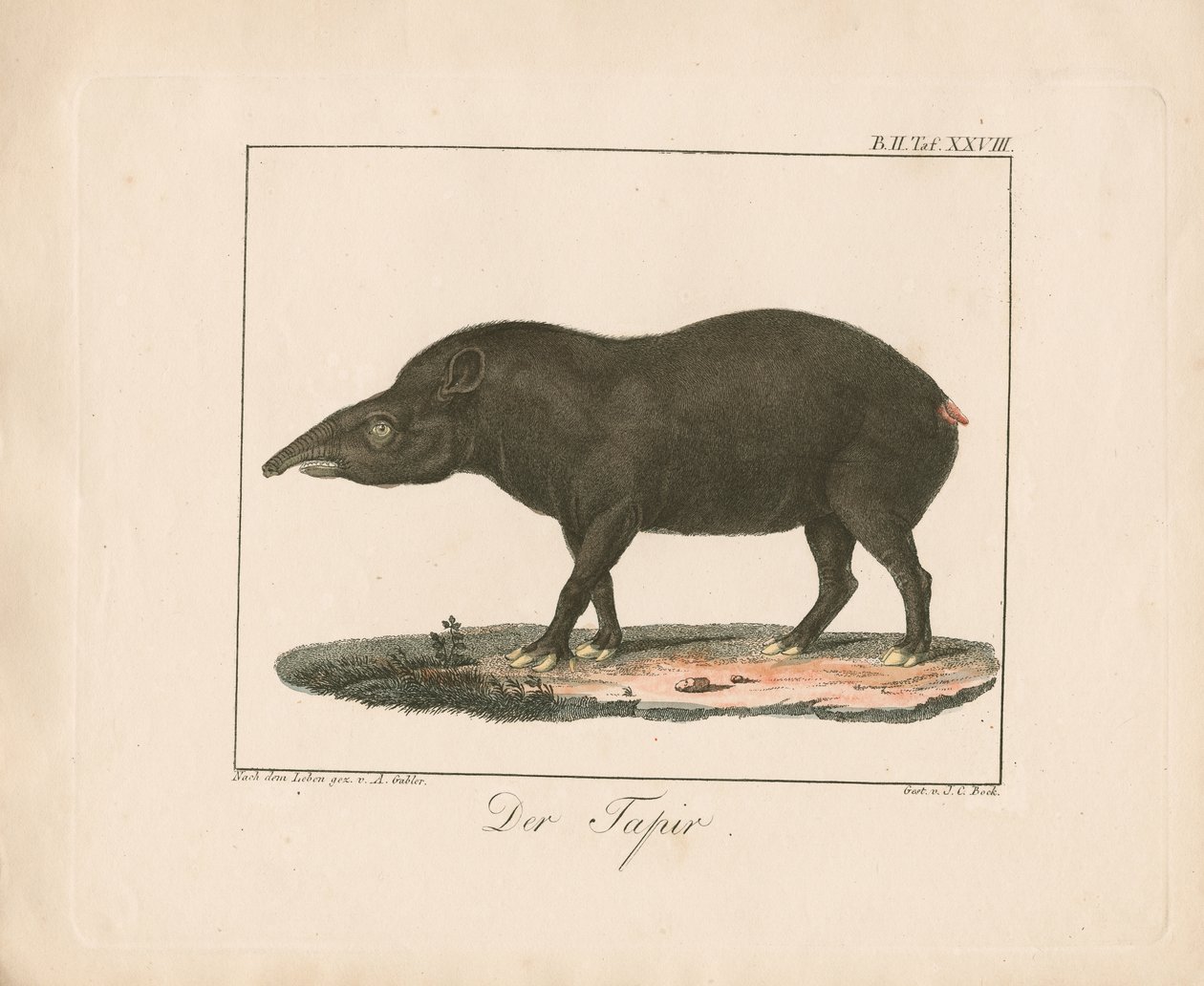 Tapiren (handkolorerad litografi) av Ambrosius Gabler