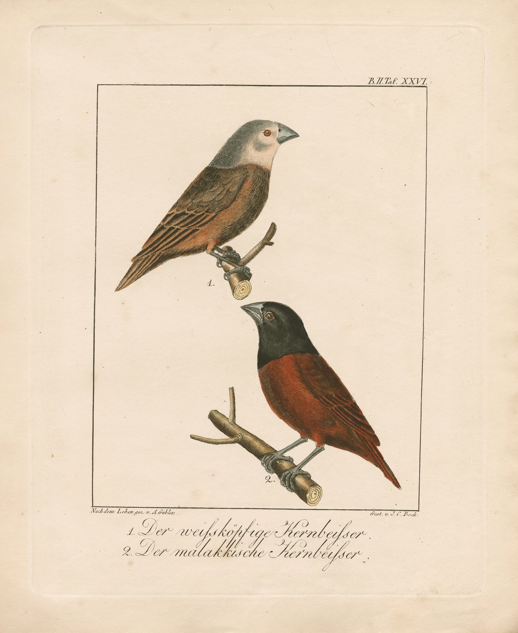 Vithuvad Grosbeak och Malaccan Grosbeak (handkolorerad litografi) av Ambrosius Gabler