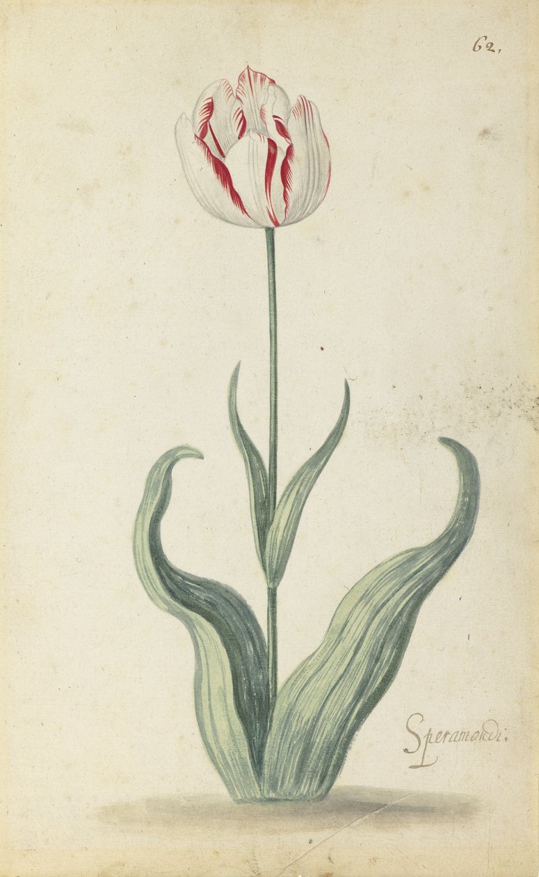 "Speramondi" tulpan, från ett album av blommor, c.1640 av Ambrosius the Younger Bosschaert