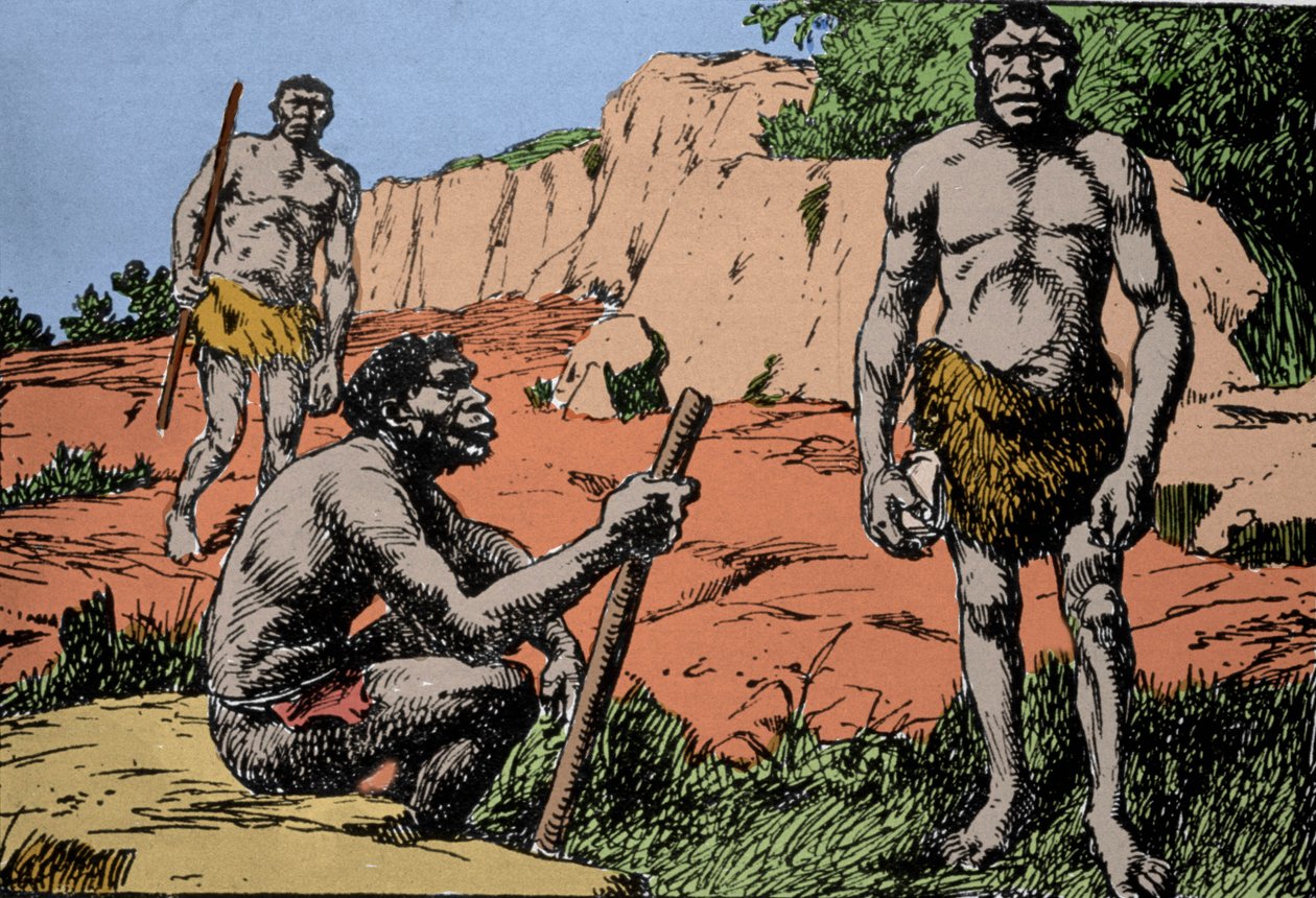 Förhistoria: representation av Homo rhodesiensis eller mannen från Broken Hill, förfader till Homo sapiens, vars fossiler upptäcktes i Rhodesia (dagens Zambia i Afrika). Teckning av A. Forestier. DR av Amedee Forestier