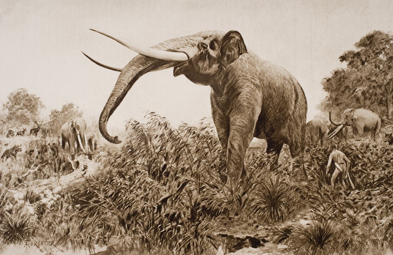 The Chatham Elephant, illustration från 