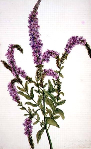 PD.128-1973f.11 Purple Spiked Willow Herb (Epilobium) 1787 (akvarell och gouache) av Amelia Fancourt