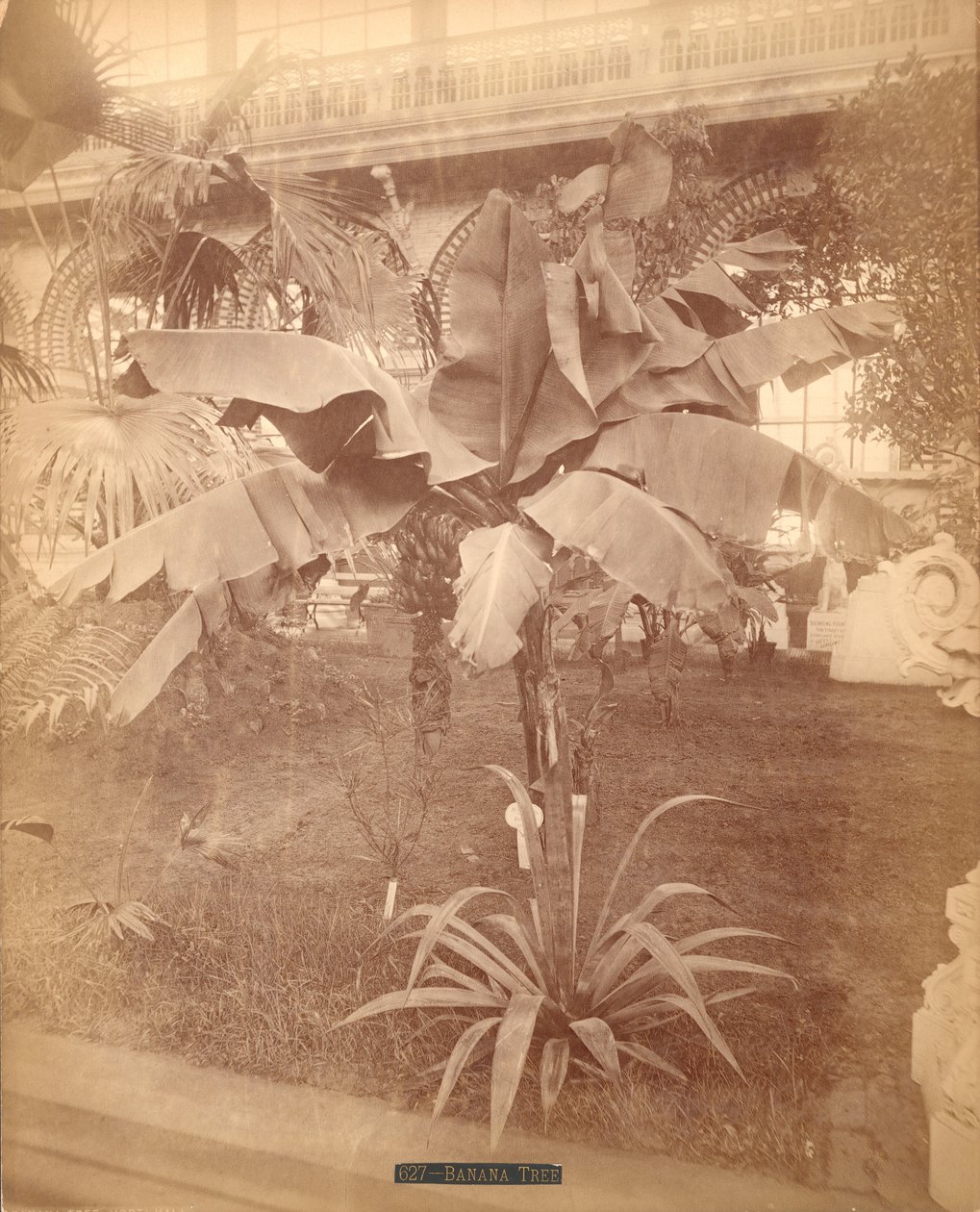Banana Tree, Pennsylvania Centennial Exhibition, 1876 (silveralbumintryck) av American Photographer