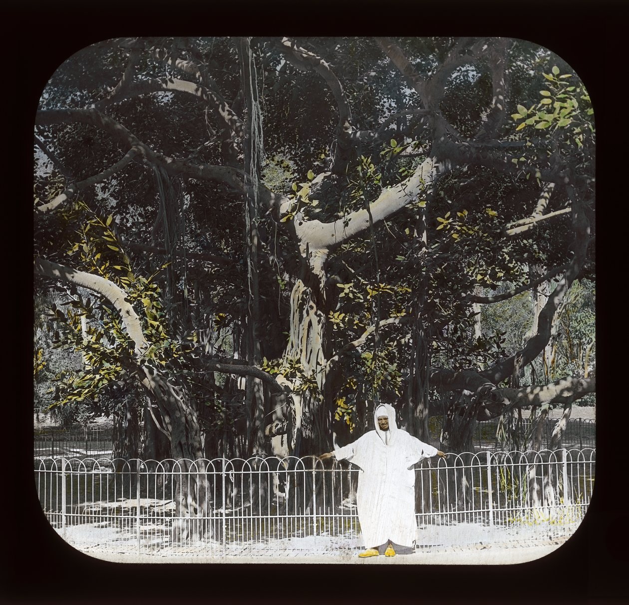 Egypten - Banyan Tree, Esbekiyeh Place, Kairo (lanternrutschbana) av American Photographer