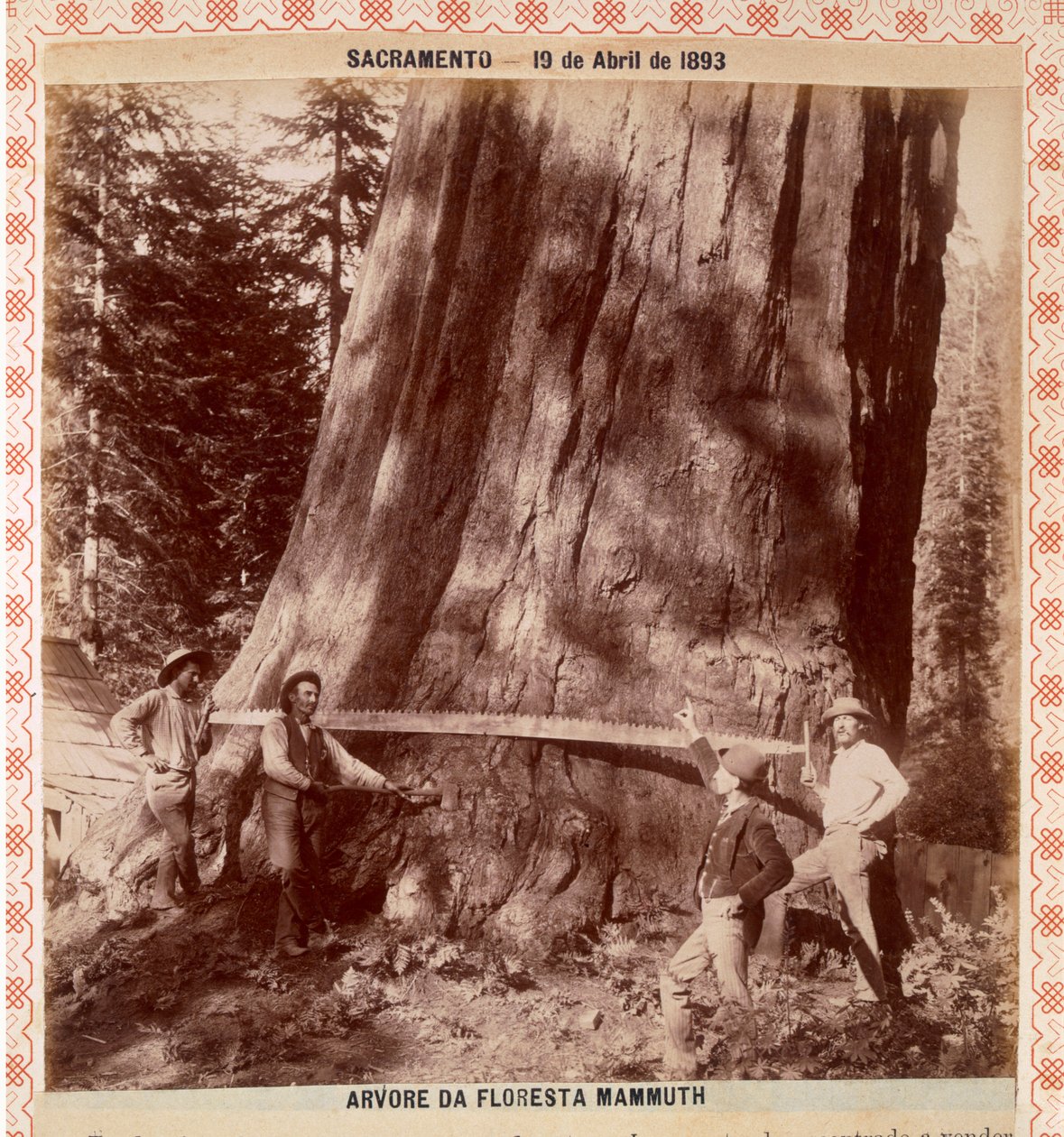 Skogshuggare på väg att fälla en Giant Redwood med en släpsåg, Sacramento, Kalifornien, 1893 (albumintryck) av American Photographer