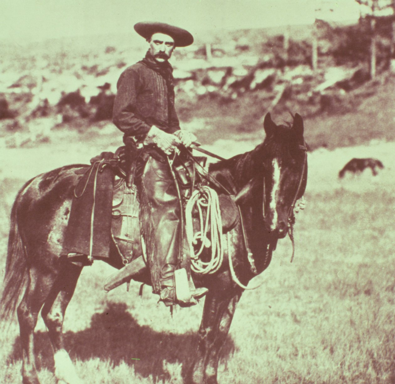 Montana Cowboy, ca 1880 av American Photographer