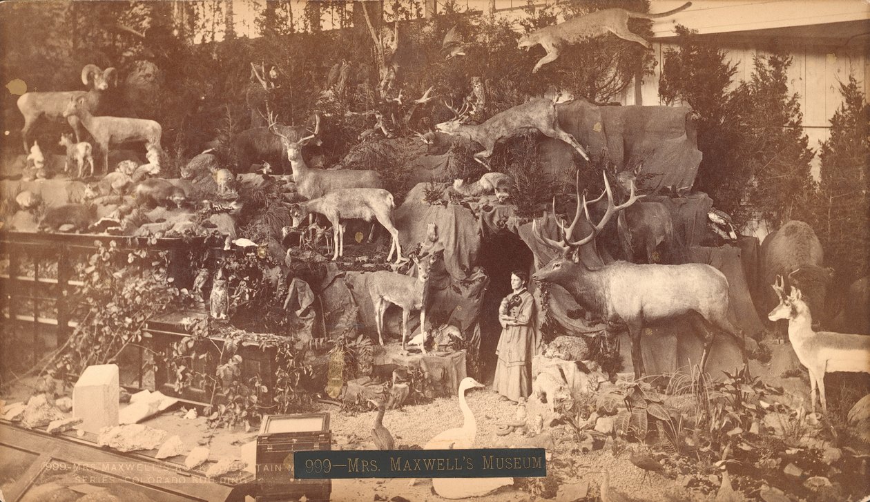 Mrs Maxwells Museum (albumintryck) av American Photographer