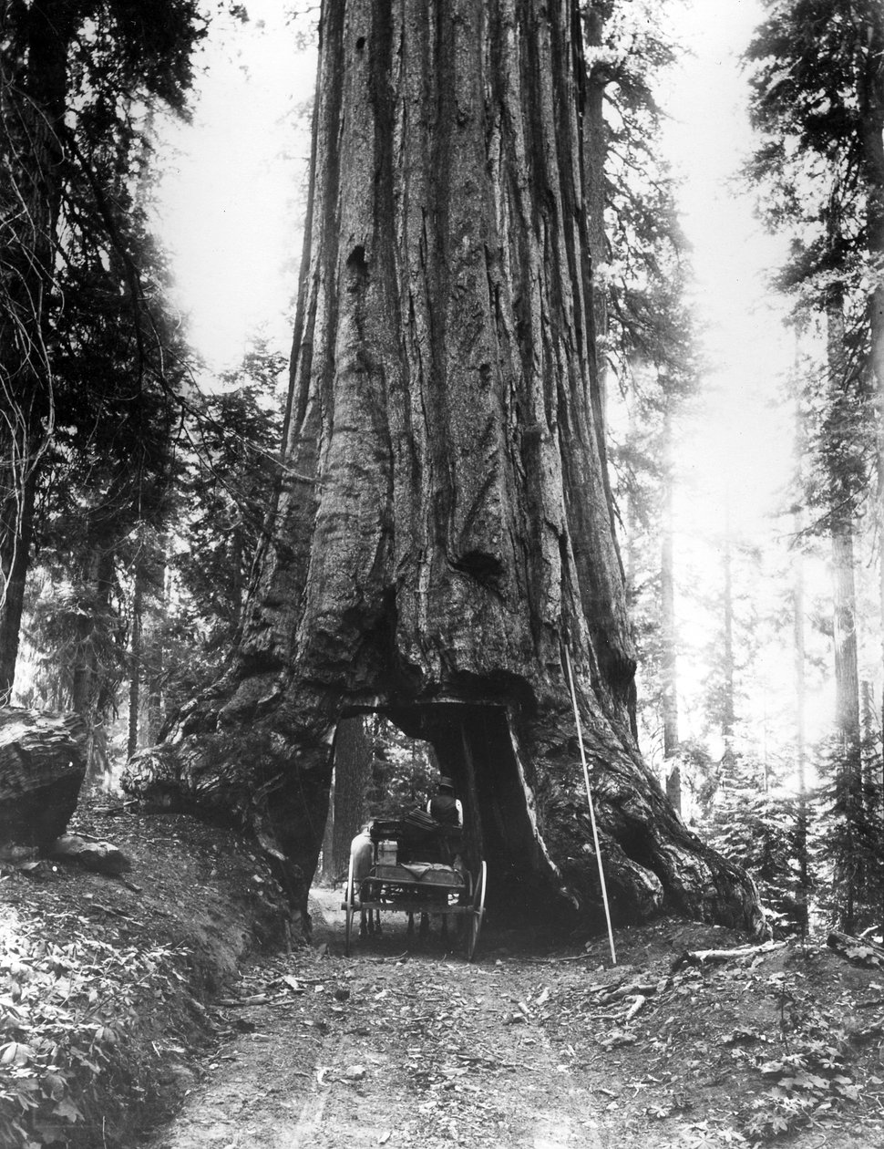 Wawonatunnelträdet i Mariposa Grove, sent C19th av American Photographer