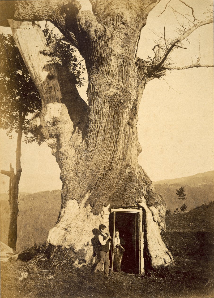 Två pojkar vid dörröppningen till deras trädkoja, ca 1870-80 av American Photographer