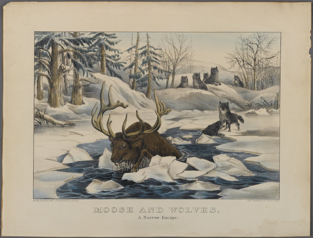 Moose and Wolves, A Narrow Escape, publicerad av Currier & Ives, New York (handfärgad litho) av American School