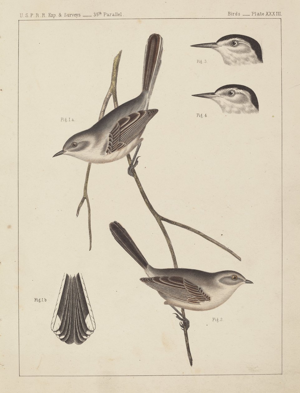 Fåglar - U.S.P.R.R. Exp. & Undersökningar, 35:e parallellen av American 19th Century