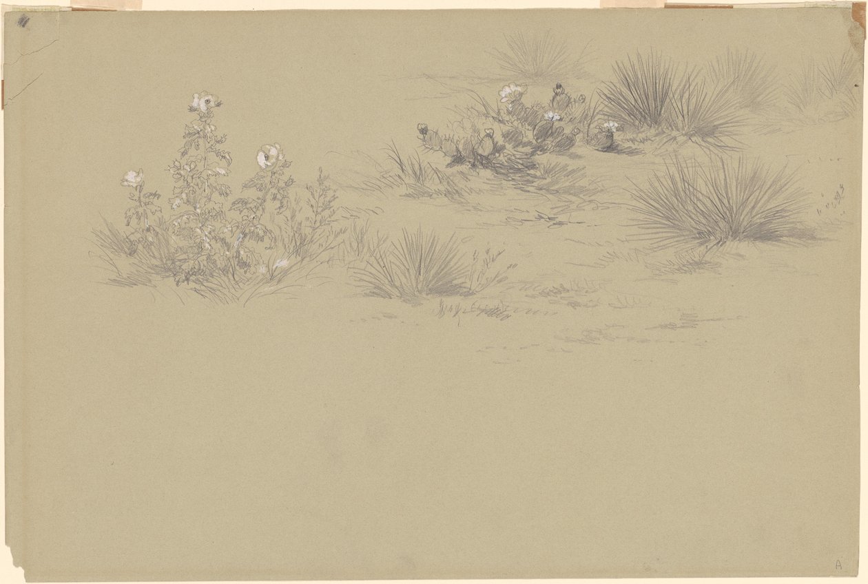 Blommande buske och ökenväxter av American 19th Century after John Frederick Kensett