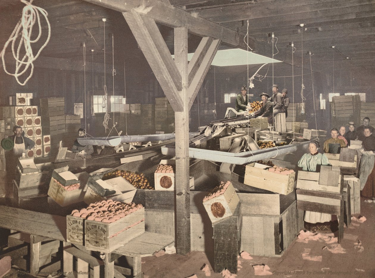 Orange Packing at Redlands,publicerad 1899 (foto) av American Photographer
