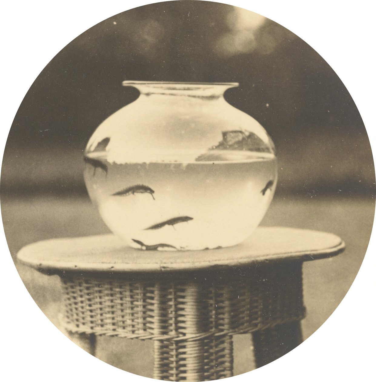 Utan titel (fiskskål),ca. 1888 (foto) av American Photographer