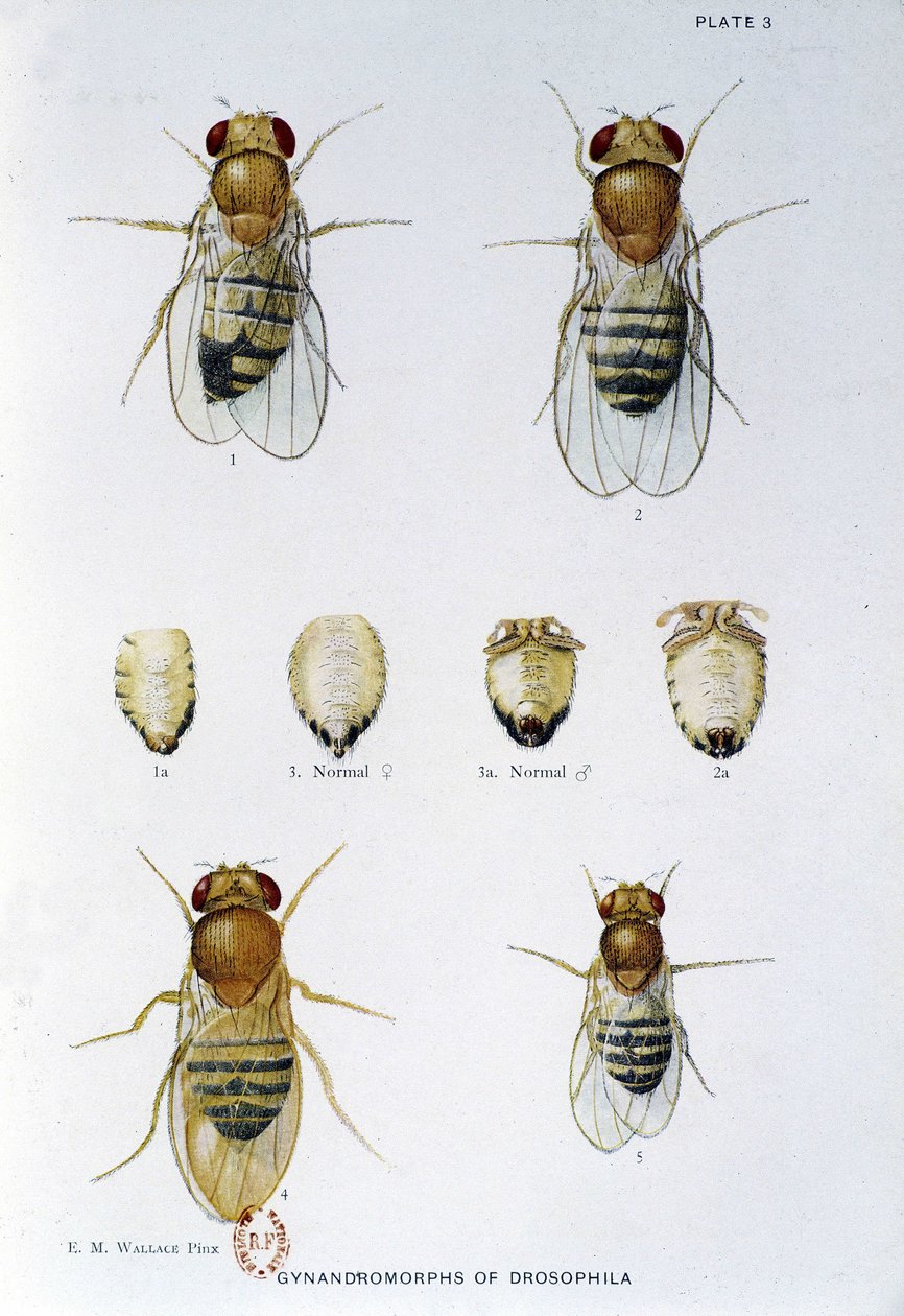 Abeilles - i "" Bidrag till genetiken hos drosophila melanogaster", Thomas H. Morgan av American School
