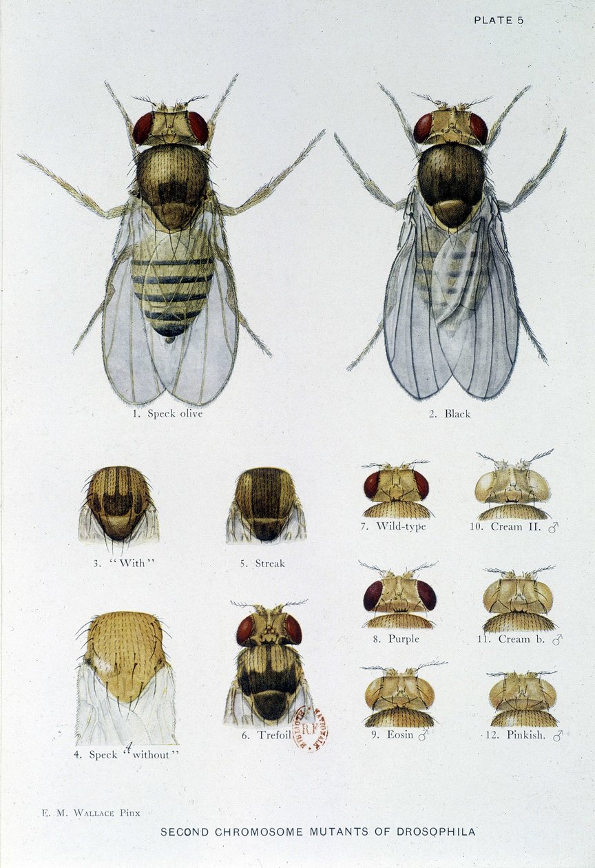 Abeilles - i "" Bidrag till genetiken hos drosophila melanogaster", Thomas H. Morgan av American School