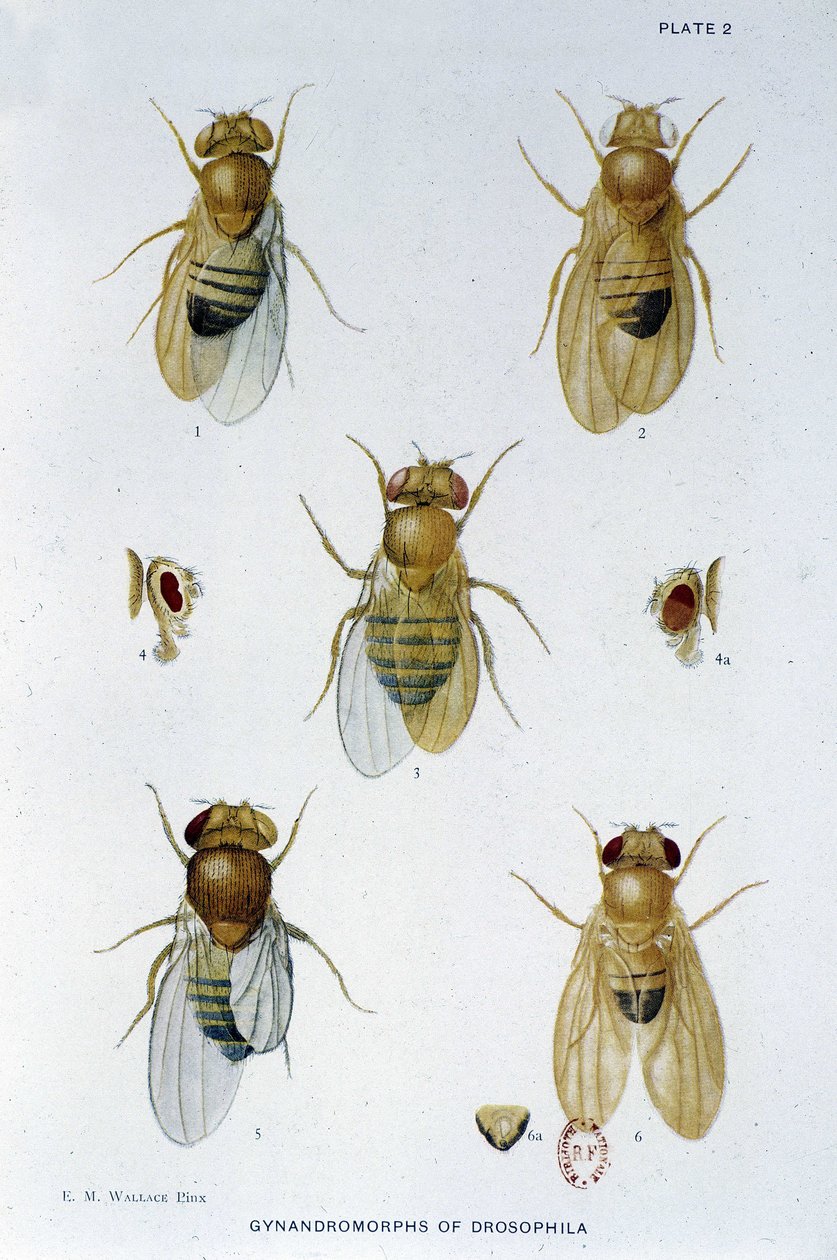 Abeilles - i "" Bidrag till genetiken hos drosophila melanogaster", Thomas H. Morgan av American School