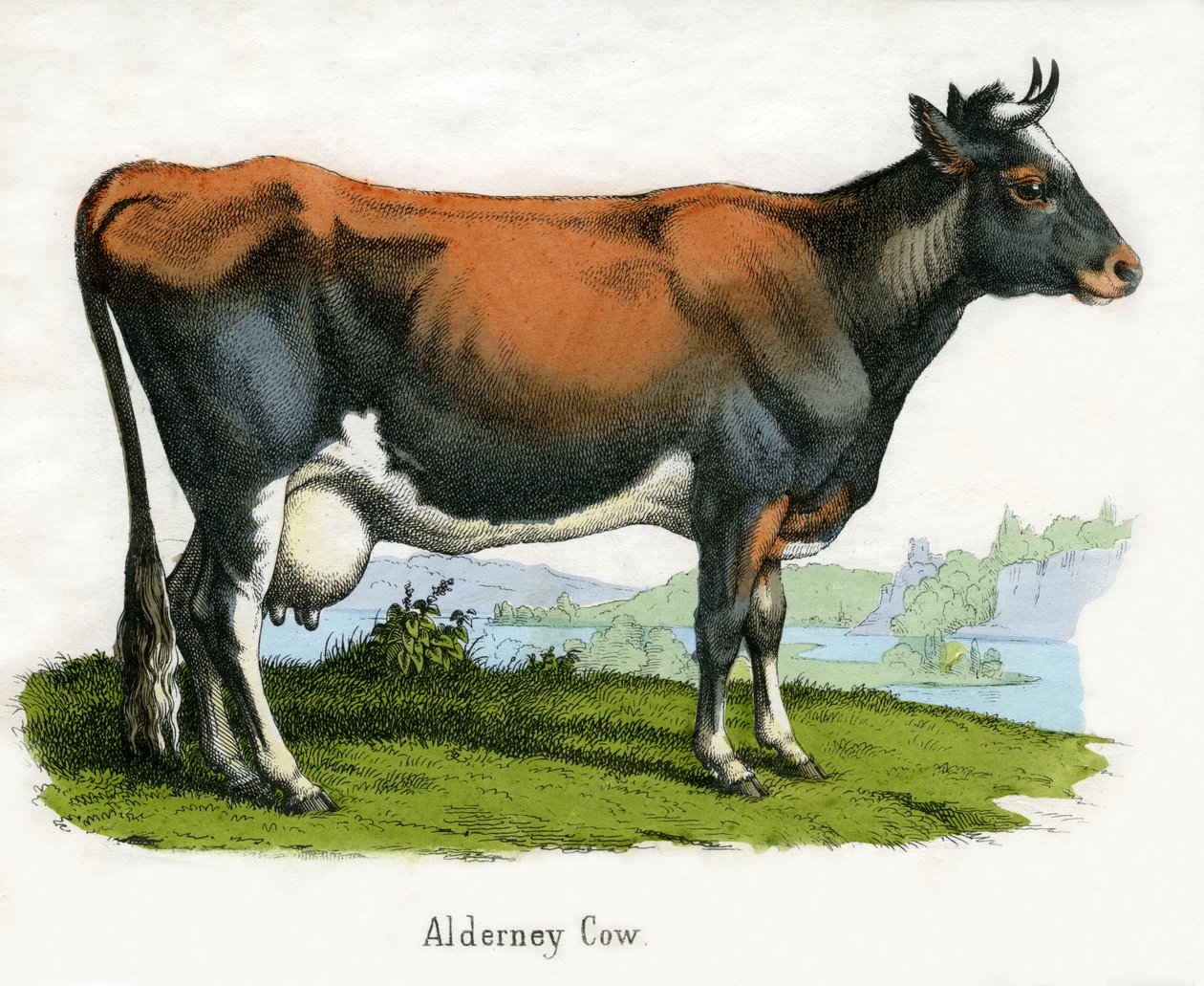 Alderney Cow, från The Natural History of Animals av American School