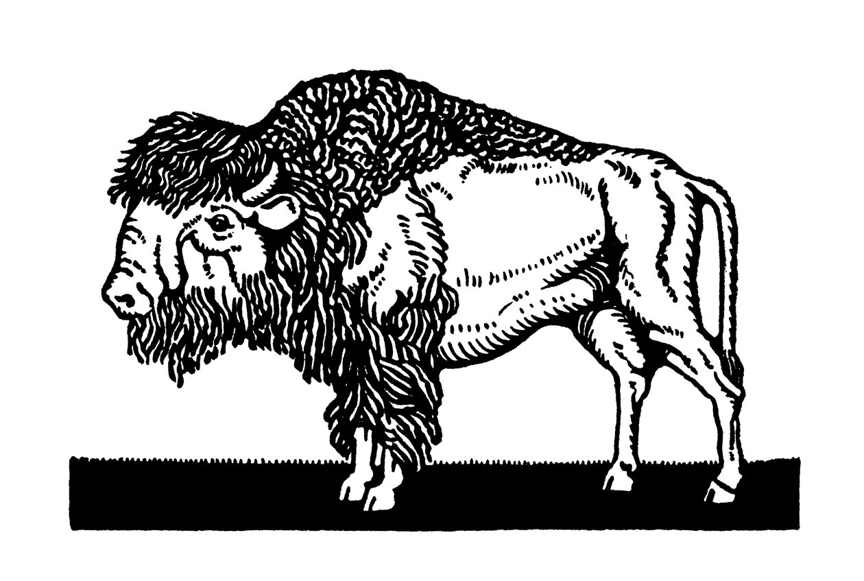 American Bison of the Old West av American School