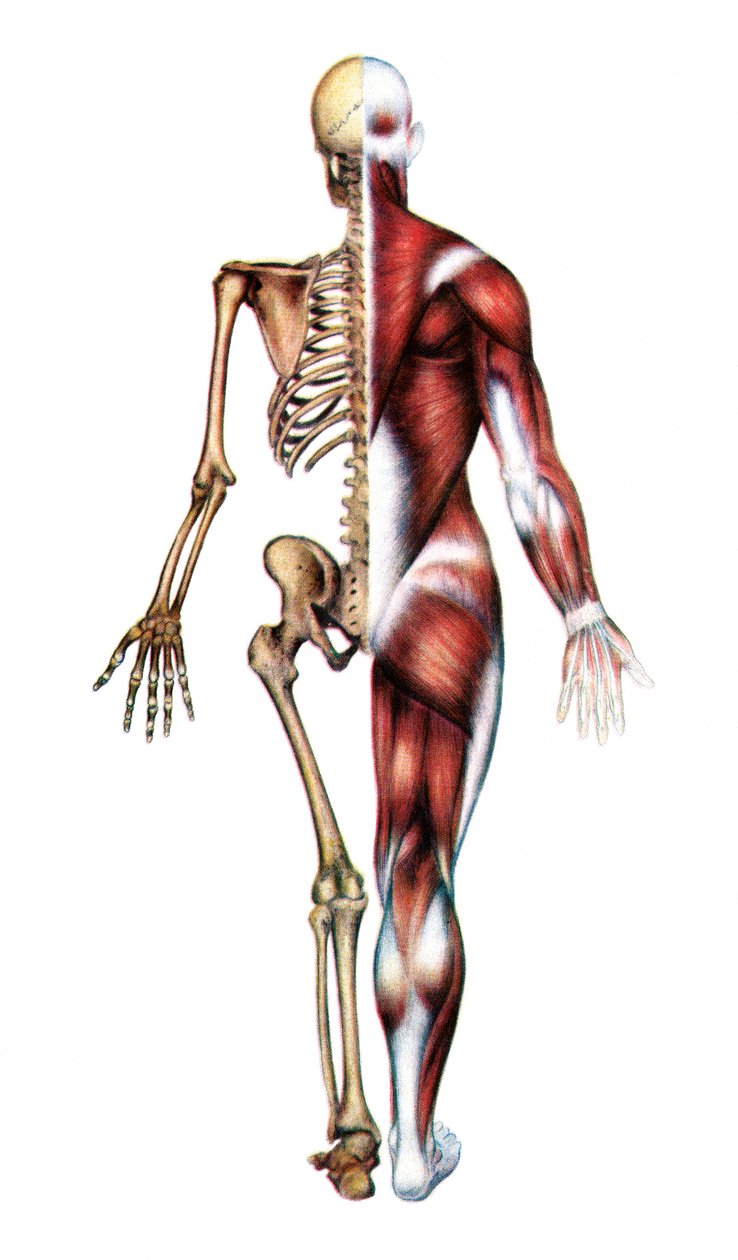 Anatomiskt tryck av det mänskliga skelettet och musklerna av American School