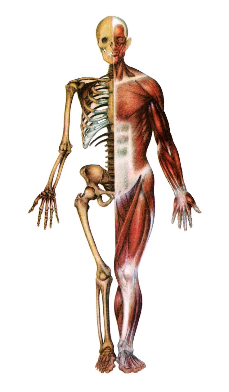 Anatomiskt tryck av det mänskliga skelettet och musklerna av American School