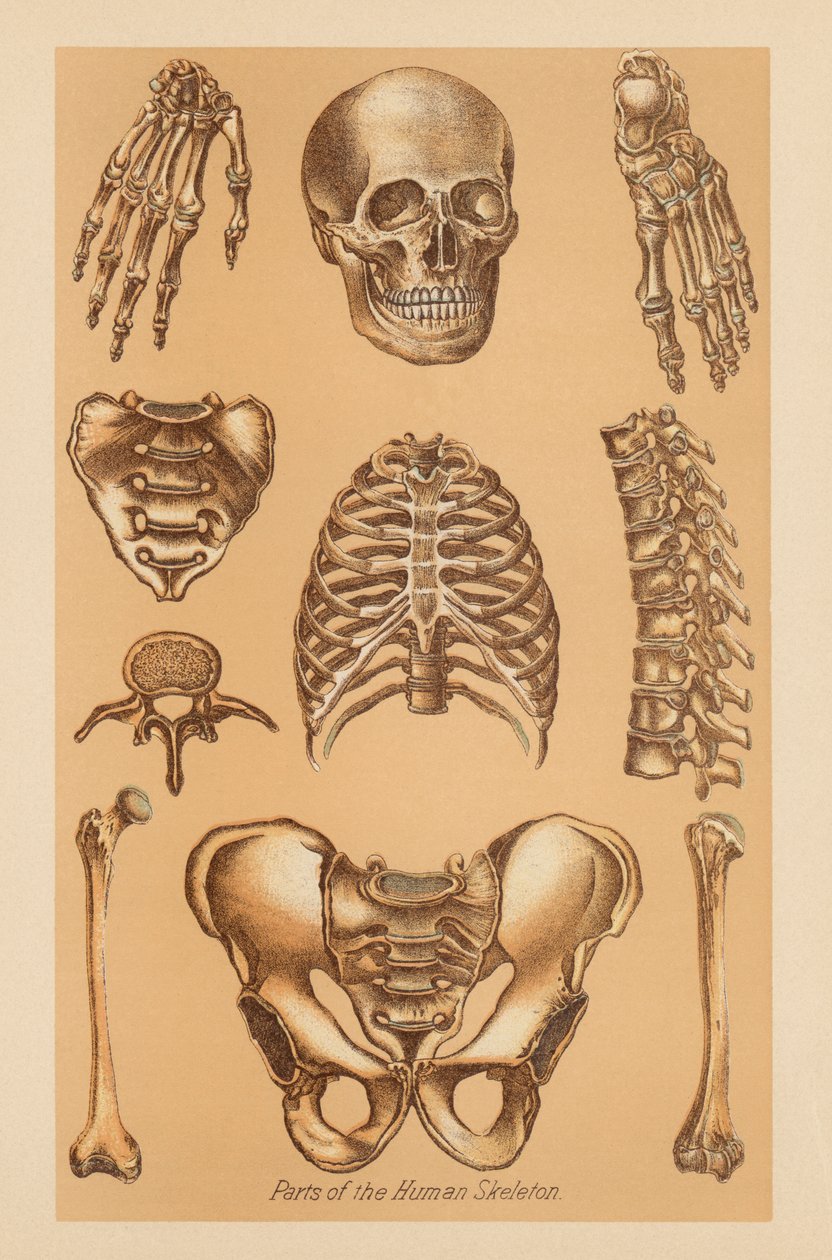 Anatomisk studie av det mänskliga skelettet av American School