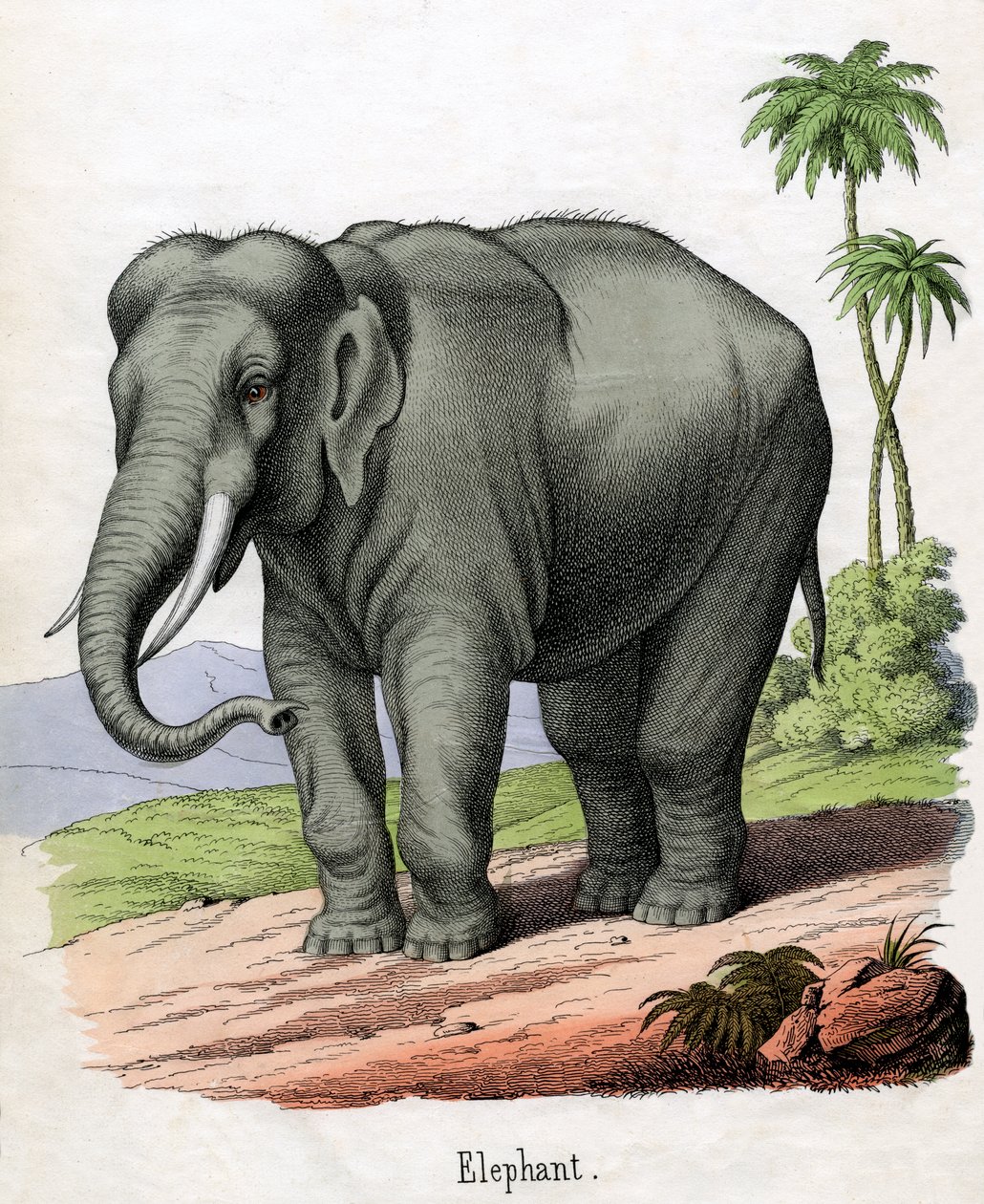 Antikt tryck av en elefant av American School