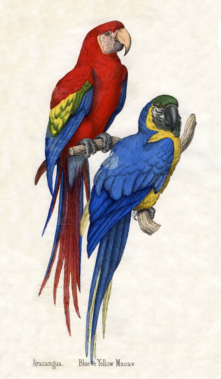 Aracangua och blå och gul ara, från The Natural History of Animals av American School