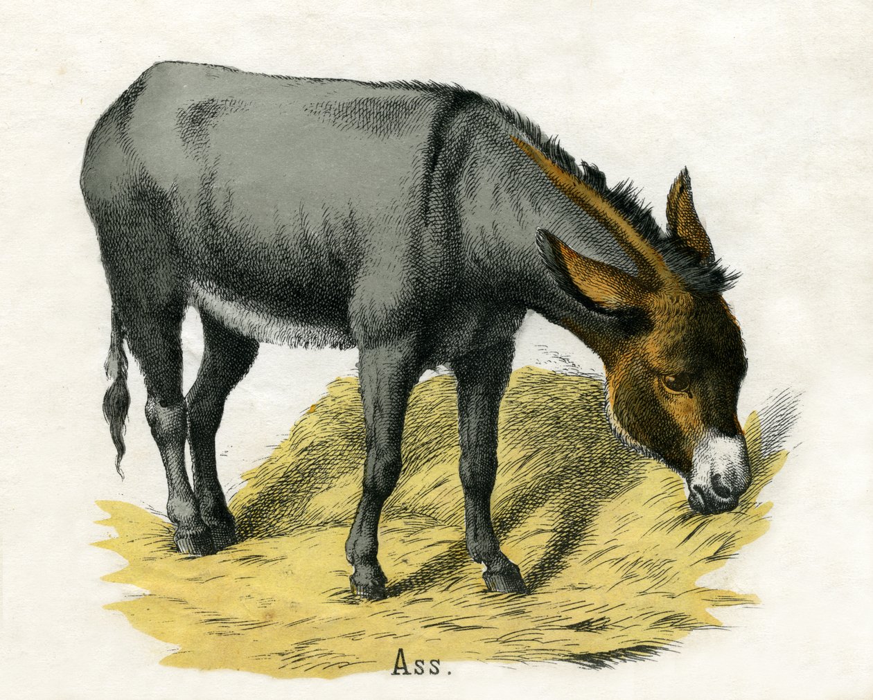 Ass, från The Natural History of Animals av American School
