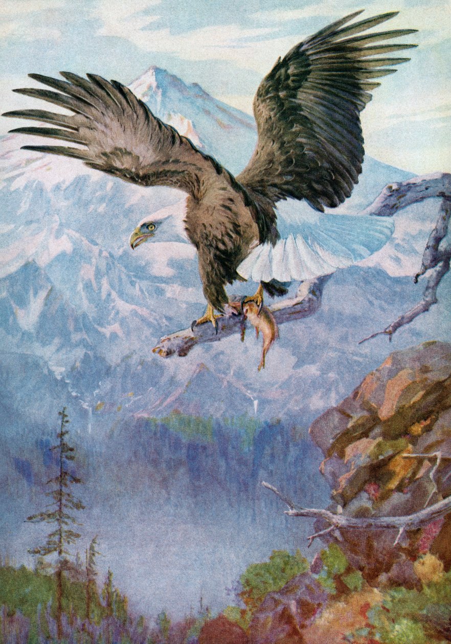 Bald Eagle på en berg abborre med en fisk av American School