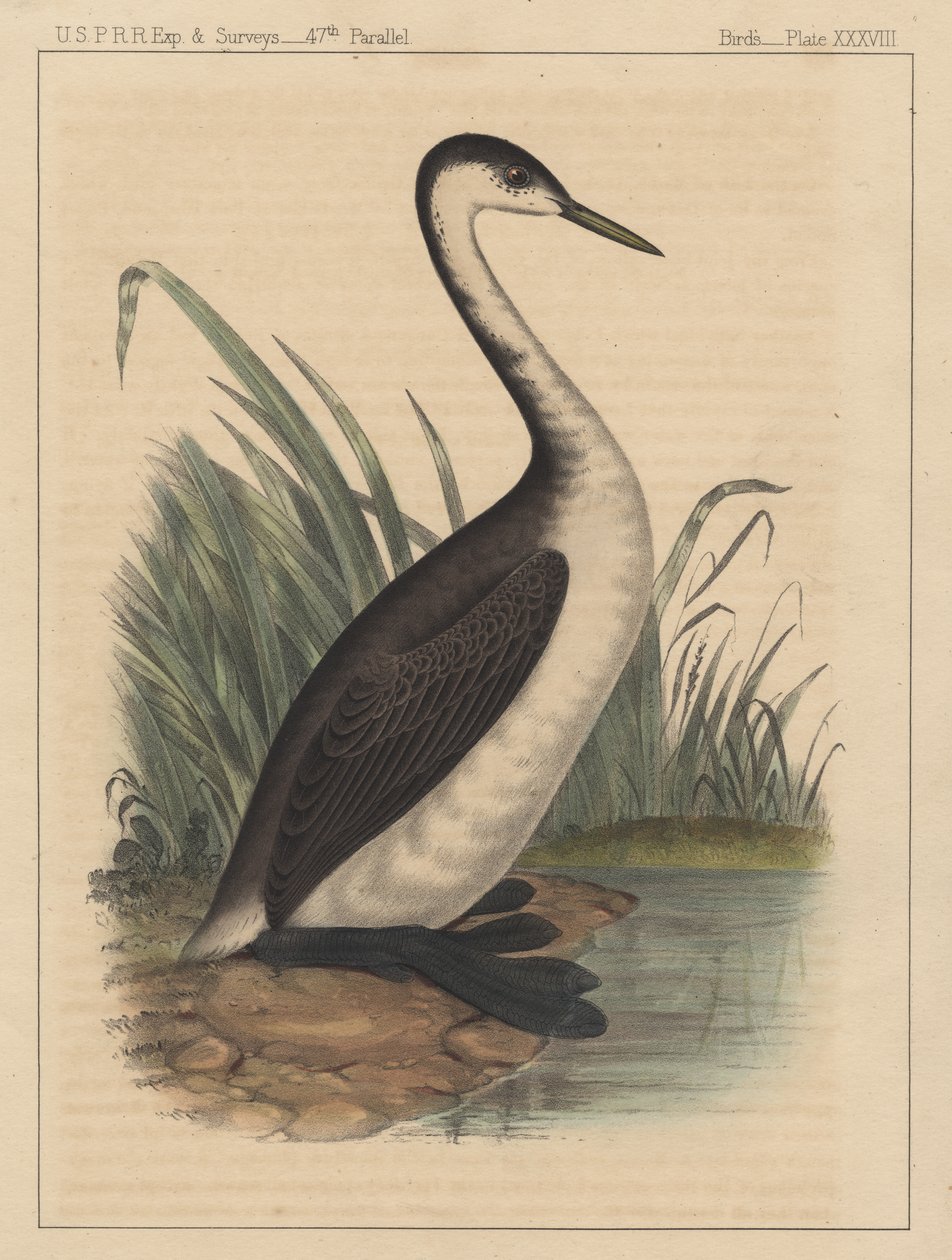 Fåglar, tavla XXXVIII, 1855 av American School