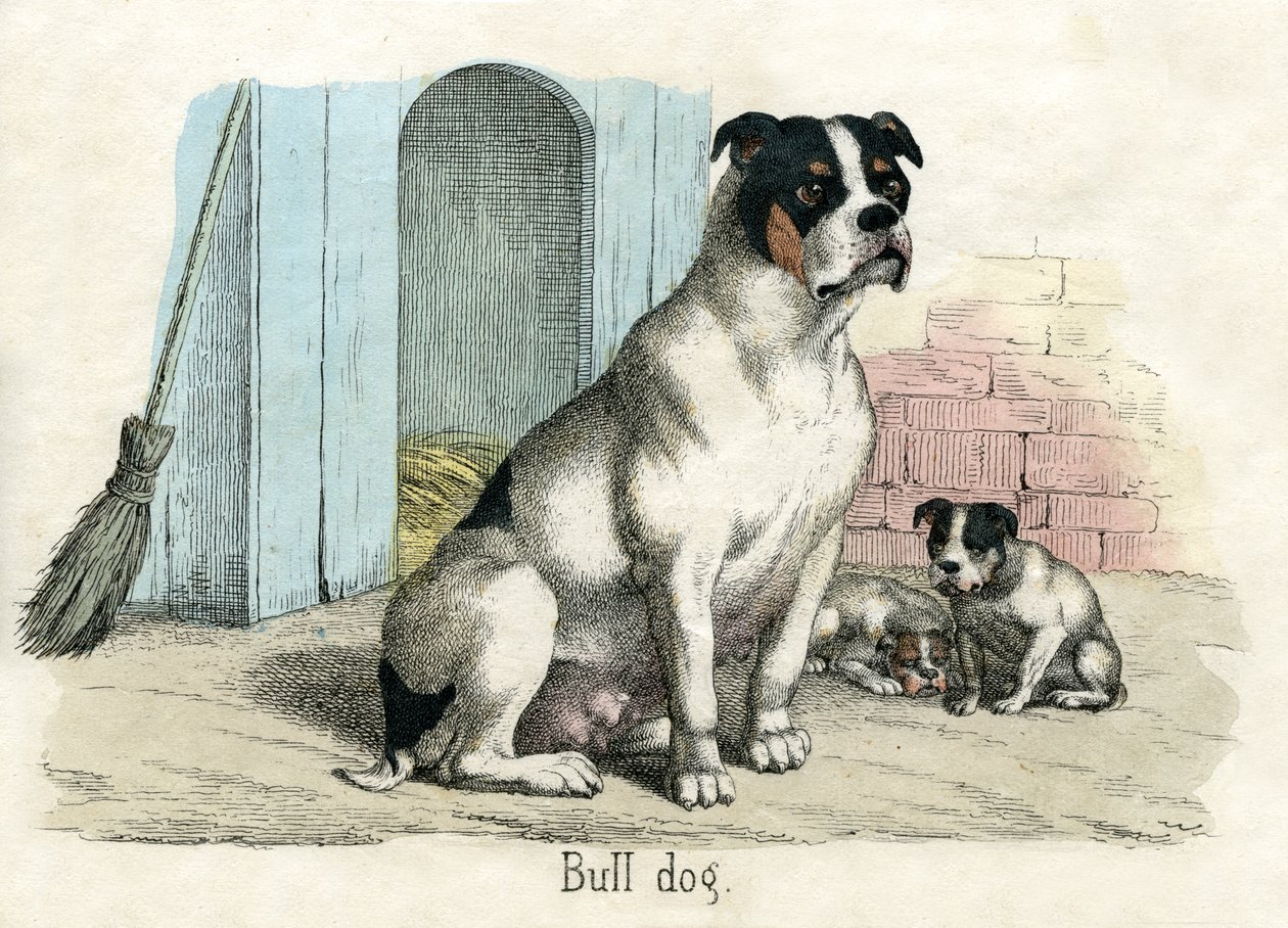 Bulldog, från The Natural History of Animals av American School