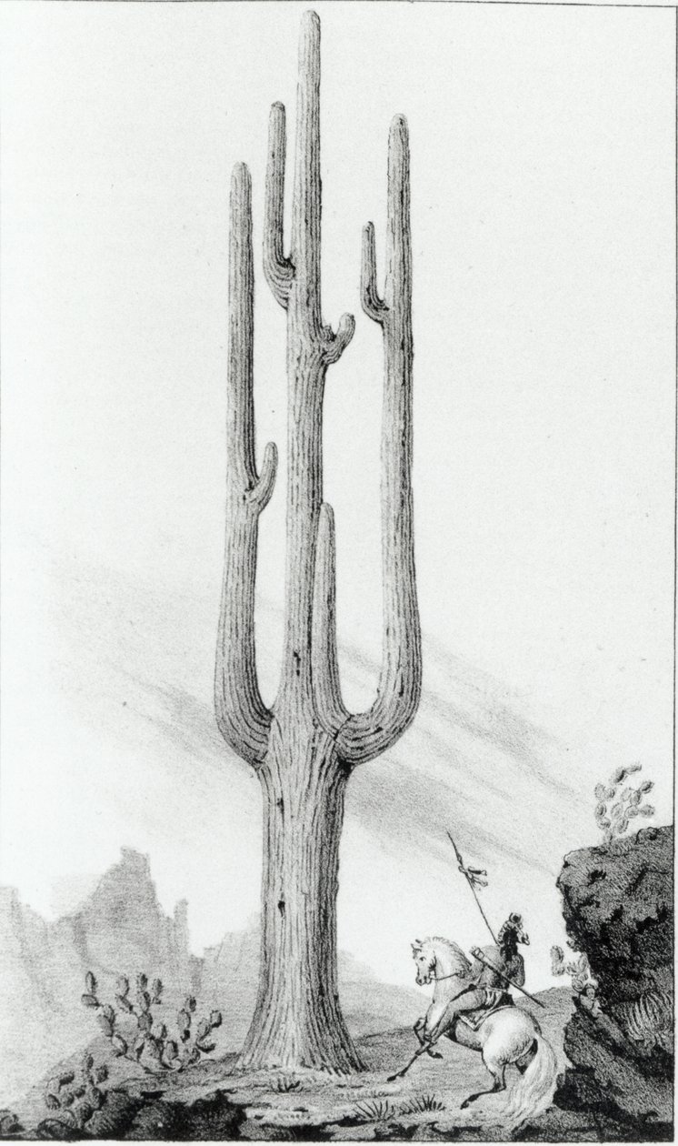 Cereus Giganteus av American School