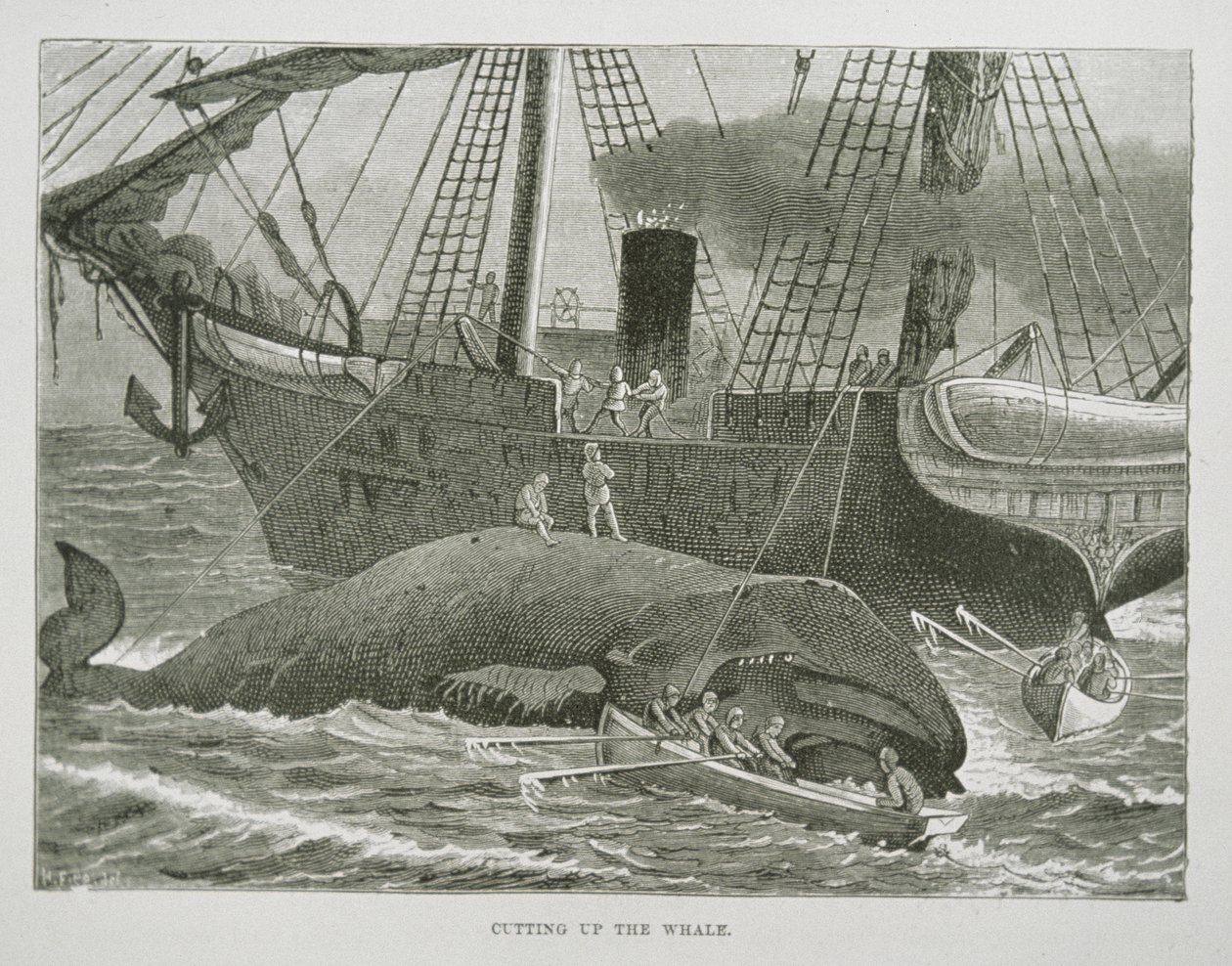 Cutting up the Whale, från The American Whale Fishery, ca 1850 (gravyr) av American School