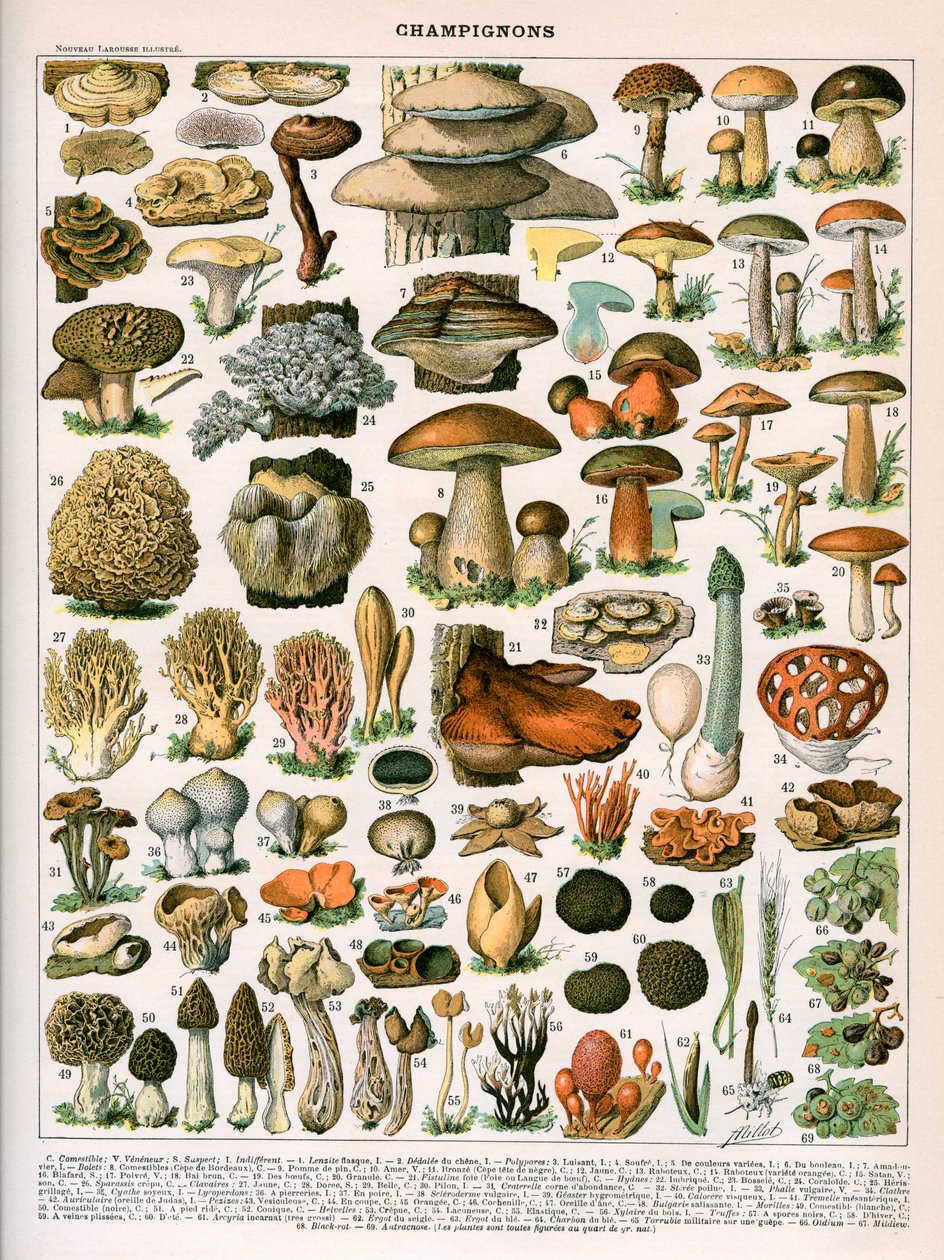 Dekorativt tryck av "Champignons" av Demoulin av American School