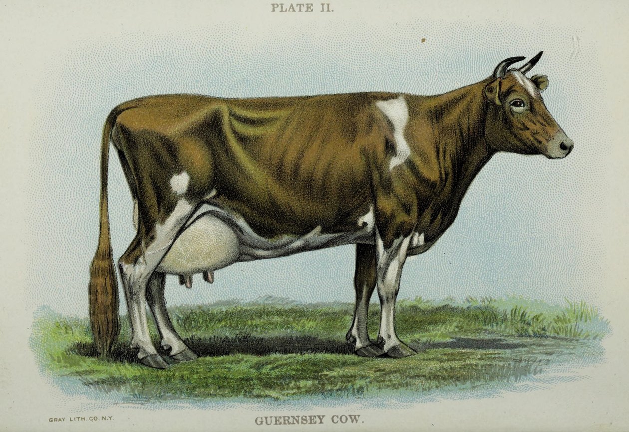 Guernsey Cow, från "Biggle Cow Book" av Jacob Biggle av American School