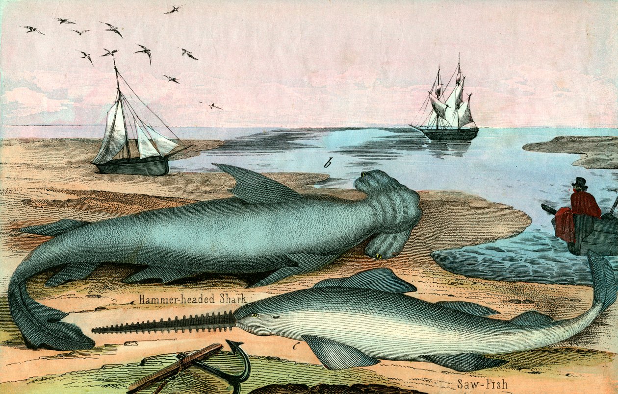 Hammarhaj och sågfisk av American School