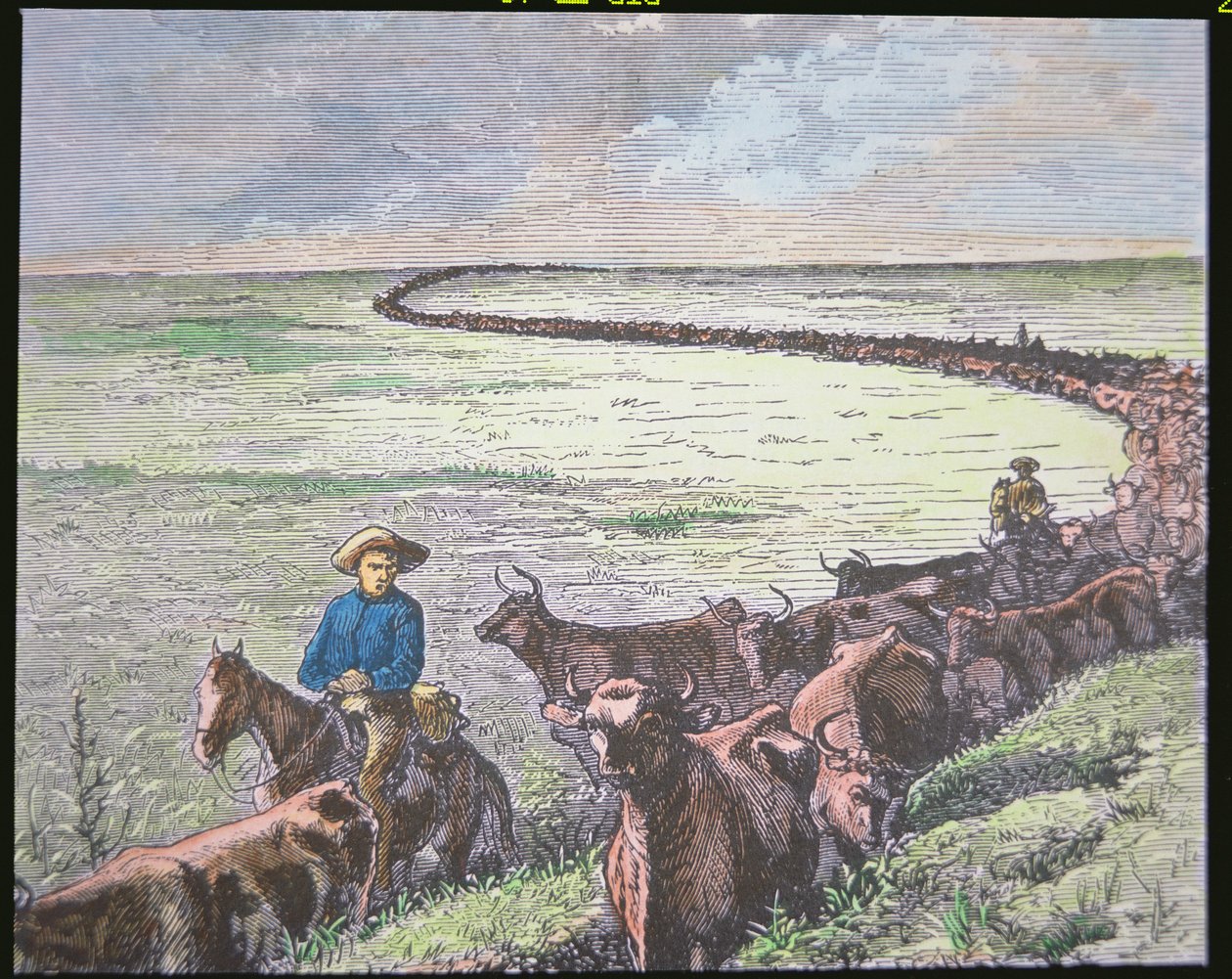Longhorn-boskap kör från Texas till Abilene, Kansas, ca 1870-talet (färg litho) av American School