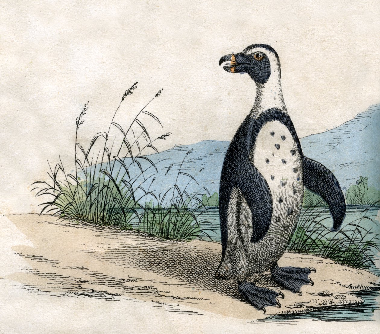 Magellansk pingvin, från The Natural History of Animals av American School