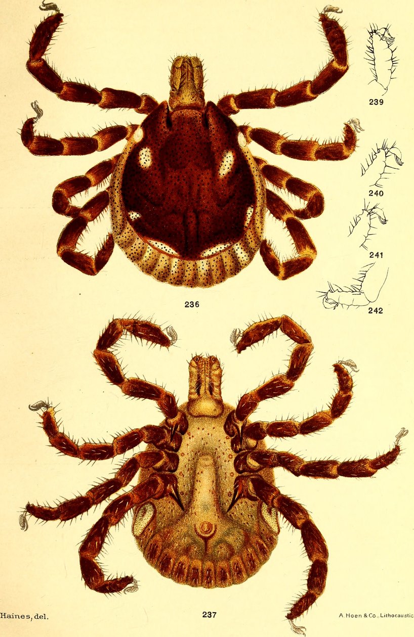 Hane Ablyomma Americanum, illustration från "Cattle ticks (Ixodoidea) of the United States" av D. E. Salmon och Charles Wardell av American School