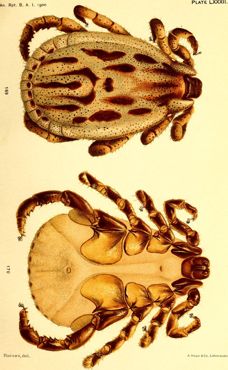 Hane Dermacentor reticulatus, illustration från "Cattle ticcks (Ixodoidea) of the United States" av American School