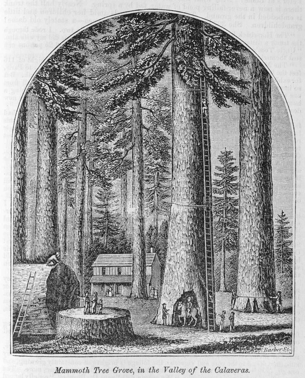 Mammoth tree grove in the Valley of the Calaveras, från "Our Whole Country: The Past and Present, Historical and Descriptive", av John Warner Barber och Henry Hare, 1861 av American School