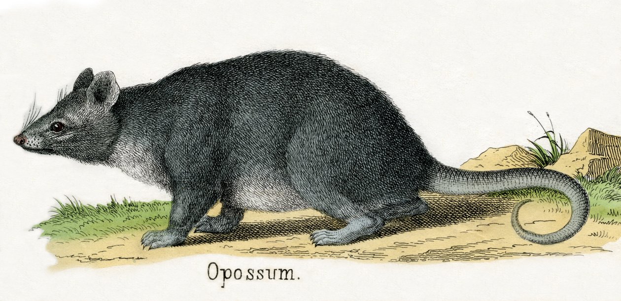 Opossum, från The Natural History of Animals av American School