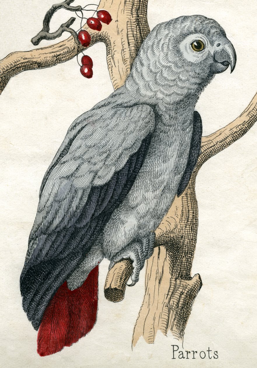 Papegoja, från The Natural History of Animals av American School