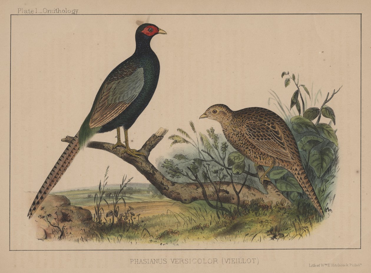 Phasianus Versicolor (Vieillot) av American School