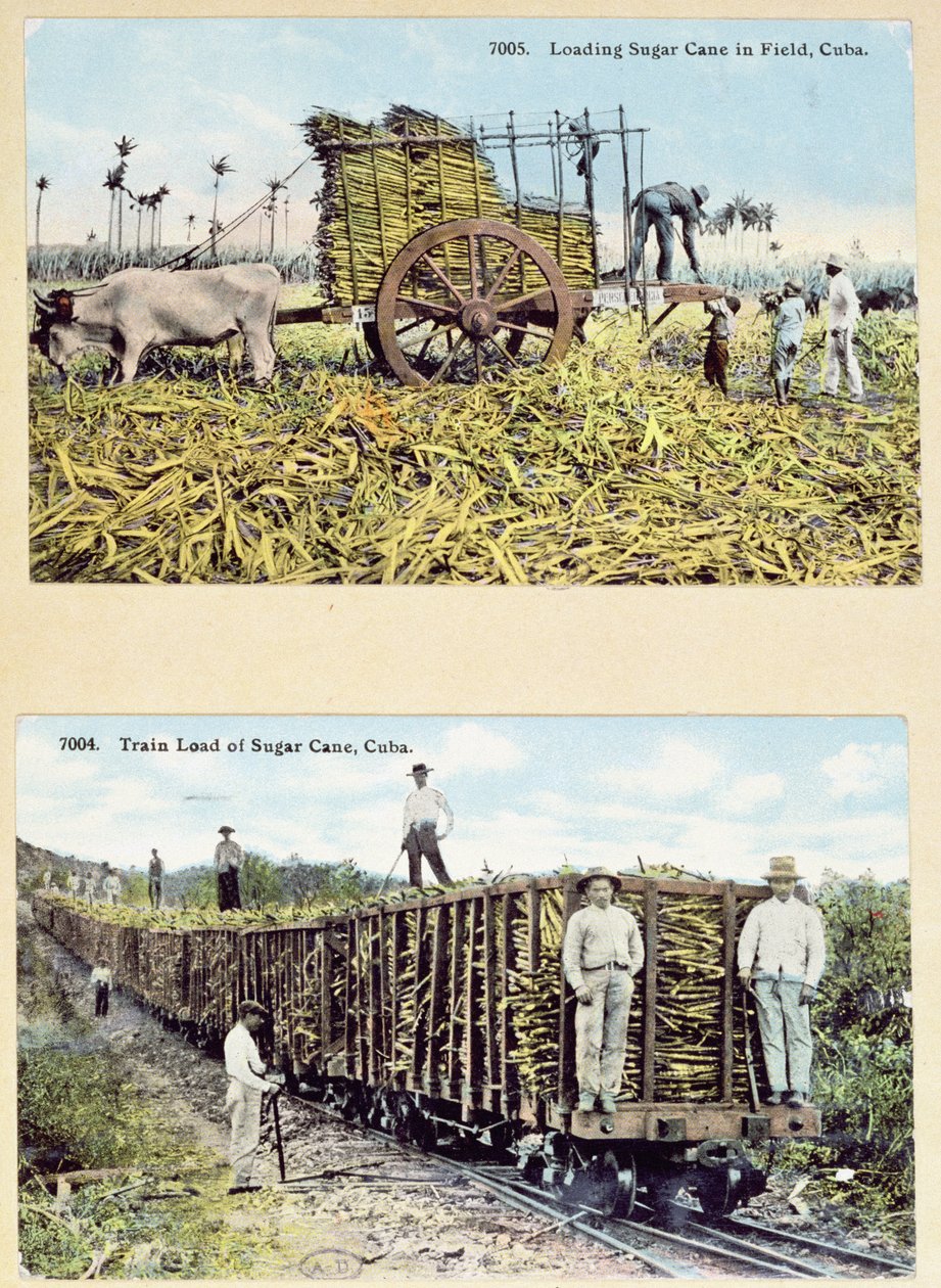 Vykort som visar sockerrörsplantager på Kuba, ca 1910 av American School